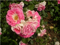 ff9b7df1-Picture 6113.jpg